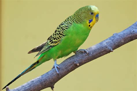 Parakeet Budgie Parrot Bird Tropical 53 Wallpapers Hd Desktop