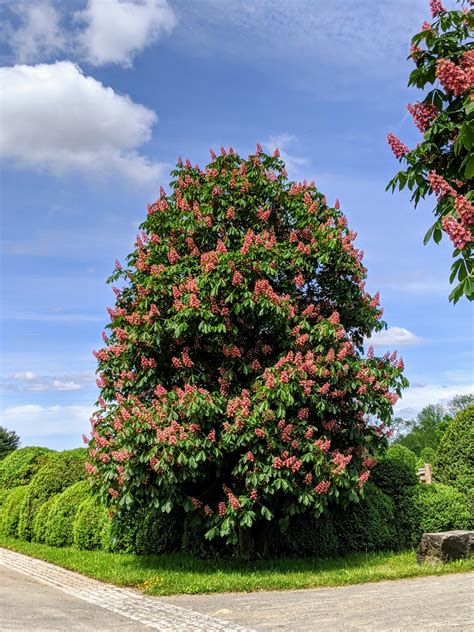My Blooming Horse Chestnut Trees The Martha Stewart Blog