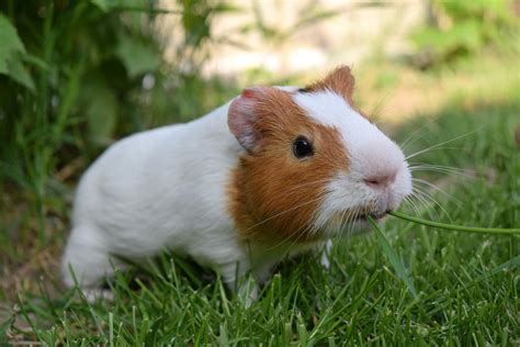 How Do I Know When A Guinea Pig Is Unwell Vet Help Direct