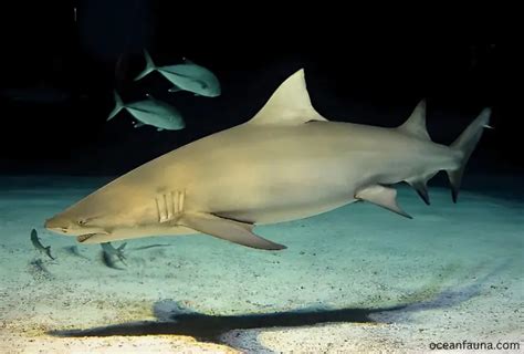 Sicklefin Lemon Shark Habitat Diet Anatomy And Fun Facts Ocean Fauna