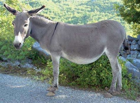 Donkey Mammal