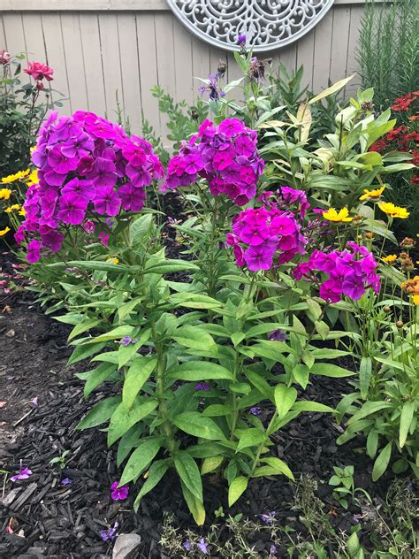 Phlox Paniculata Purple G4rden Plant