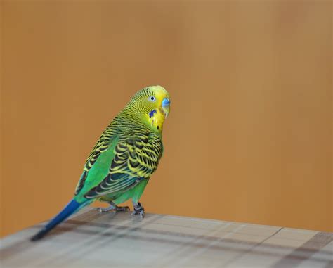 Green Black And Yellow Parakeet Free Image Peakpx