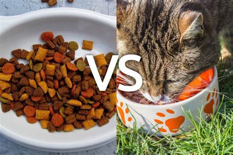 1/3 to 1/2 can of wet cat food; Cat Feeding Tips For A Balanced, Healthy Diet - Part 2