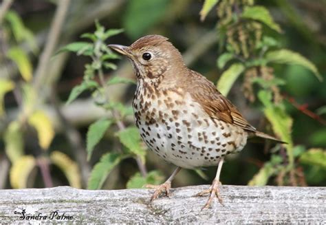 Song Thrush On The Waterfall All Creatures Wildlife The Rspb