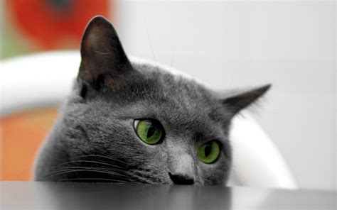 Black Cat Nose Whiskers Russian Blue Mammal Vertebrate Close Up