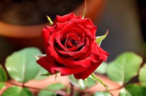Bunga Mawar Deskripsi Ciri Jenis Manfaat Merawat And Menanam