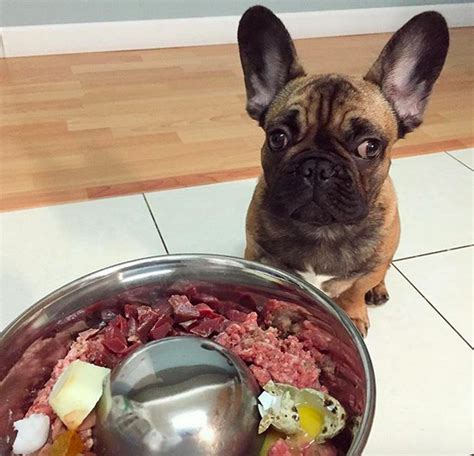 Therefore, whether you buy dry food or wet food, be sure to check the label for the addition of whole meat in the food recipe. 100 Raw Dog Food recipes for your Frenchie