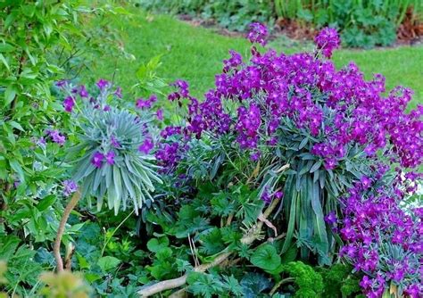 500evening Scented Stock Seeds Perfume Plant Fragrant Lavender Night
