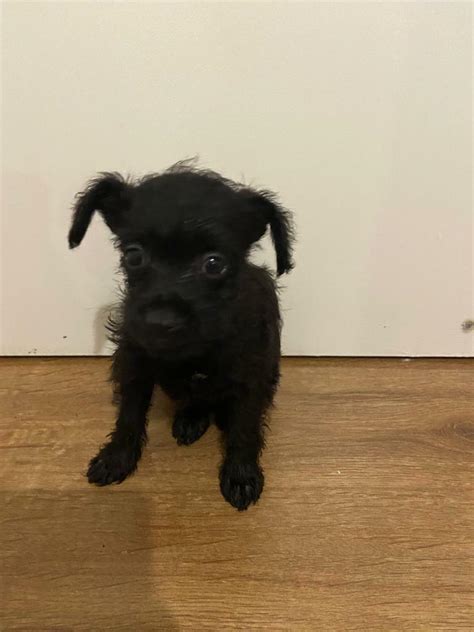 Toy Poodle Cross Miniature Pinscher Mixed Breed Puppies Pinny Poos