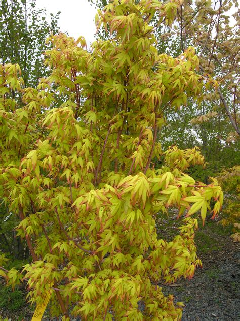 Lowe's® has your next project covered. Calico Japanese Maple | Katsura Gardens