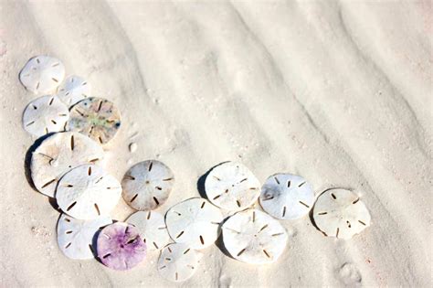 Sand Dollars What You Need To Know 30a