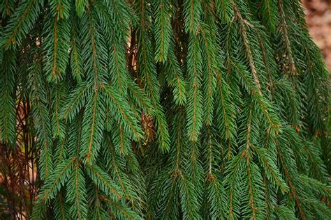 Types Of Pine Trees To Plant