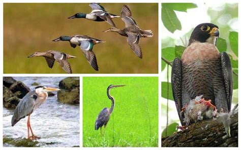 World Migratory Bird Day 5 Key Facts About Philippine Migratory Birds