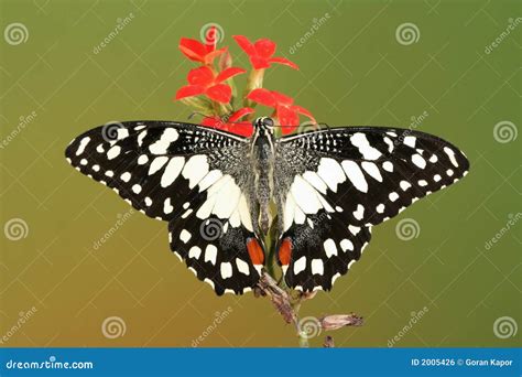 Geruite Swallowtail Vlinder Met Open Vleugels Stock Foto Image Of