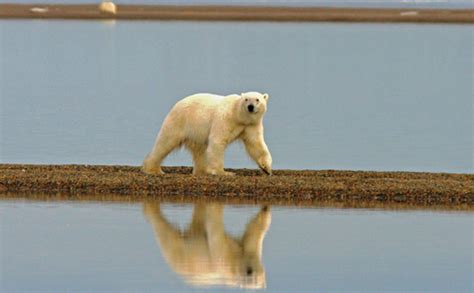 Polar Bear Endangered Species Coalition