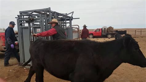 Working Cattle Using The Ranchhand Chute With Automatic Headgate Youtube
