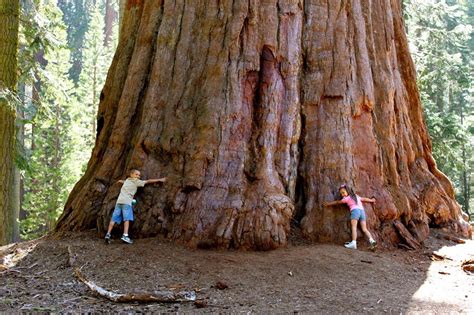 California Redwood Facts Growth Rates Distribution Pictures