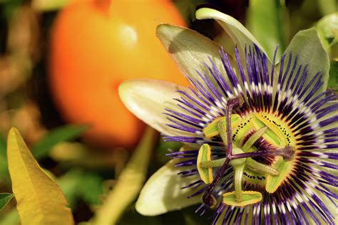 Passion Fruit Flower Photograph By Paul Newson