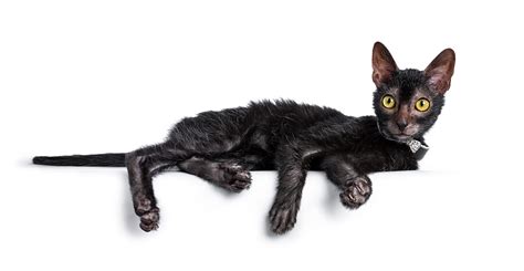The Top Hairless Cat Breeds Bechewy