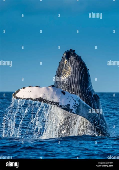 Breaching Humpback Whale Megaptera Novaeangliae Maui Hawaii Stock