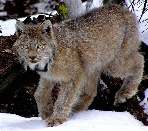 Trying to decide what types of cats are right for you and your family? canadian endangered species list | JANUARY 14, 2014 ...