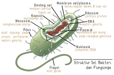 Komponen Struktur Sel Bakteri Dan Fungsinya Porn Sex Picture