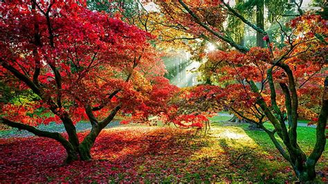 Hd Wallpaper Nature Autumn Forest Trees Leaves Burgundy Grass Sun