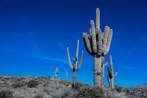 Le Célèbre Cactus Saguaro Du Désert De Sonora Symbole Du Far West