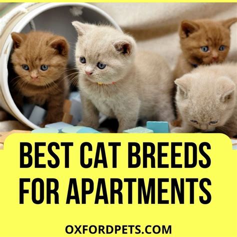 9 Best Cat Breeds For Apartments 2022 Buyers Guide Oxford Pets
