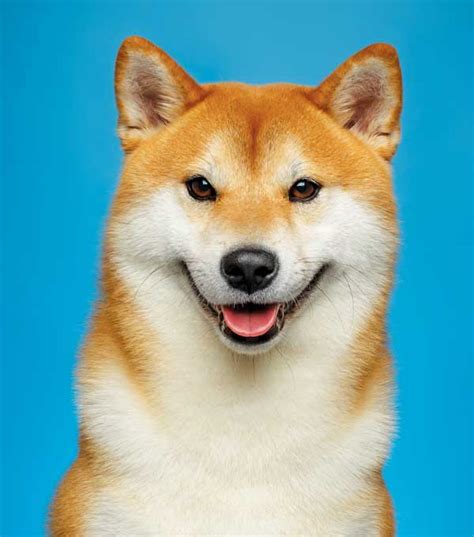 Shiba inu is the latest viral cryptocurrency to attract investor attention. The Shiba Inu | Modern Dog magazine