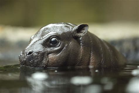 San Diego Zoo Members Got To See Akobi A 2 Month Old Baby Pygmy Hippo