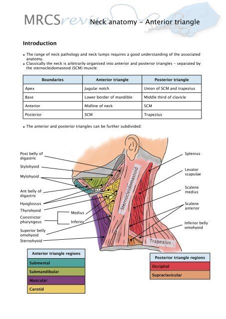 Anatomy Of Neck
