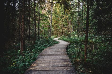 숲 나무 자연 Pixabay의 무료 사진
