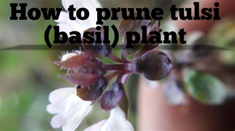 How To Prune Tulsibasil Plantenglish2017 Youtube
