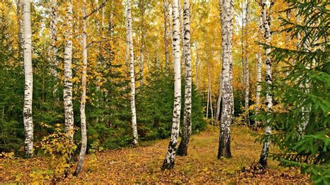 15 Birch Forest In Autumn Wallpapers Wallpaperboat