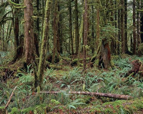 Temperate Rainforest Trees Photograph By Simon Fraserscience Photo Library