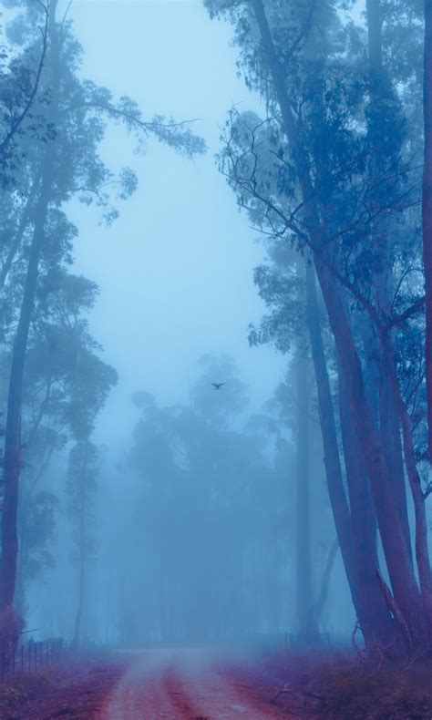 Foggy Forest 4k Wallpapers Hd Wallpapers Id 26307