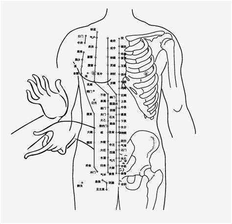 Free Tcm Acupuncture Points Chart Vector Titanui