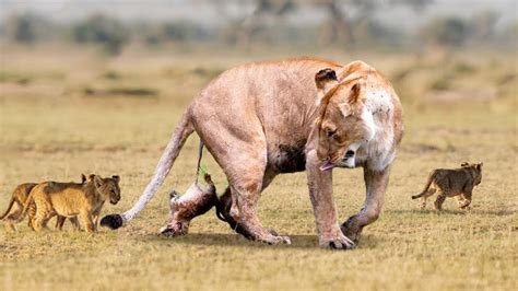 Miraculous Scene Kambula Pride Lioness Gives Birth To Cubs In Front Of