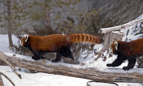 Red Panda Snow Frolic 2 The Red Pandas At The Calgary Z Flickr