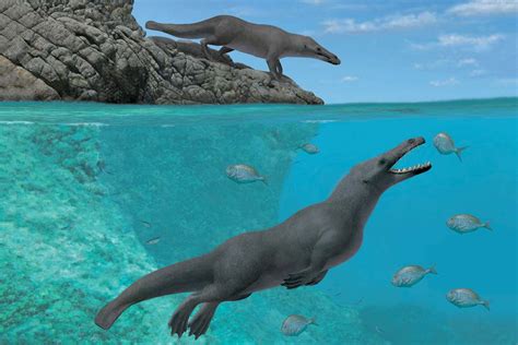Amazing Four Legged Fossil Shows How Walking Whales Learned To Swim