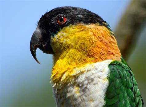 Caique — Full Profile History And Care