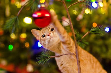 10 Holiday Safety Tips For Cats
