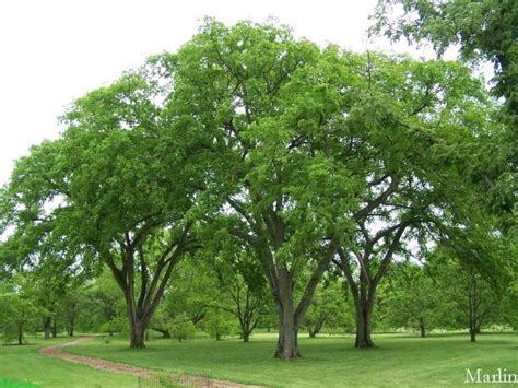 American Elm Ulmus Americanus Fast Growing Shade Trees Shade Trees