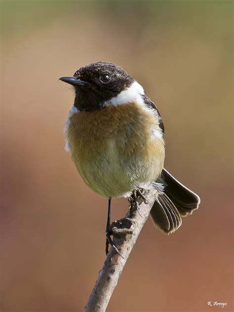 Check spelling or type a new query. NATURALEZA EN LA COMARCA REQUENA-UTIEL. CAMPEANDO CON MI ...