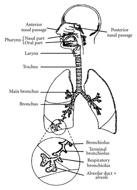Draw A Labelled Sketch To Show The Various Parts Of Human Respiratory