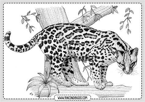 Leopardo Colorear Dibujo Rincon Dibujos
