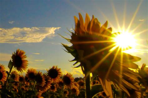 Kayak gini pertumbuhannya kalau di tanam dari biji sampai berbunga. Alam Mengembang Jadi Guru: Festival bunga Matahari di Zama ...
