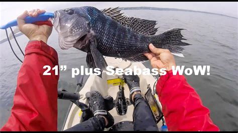 Black Sea Bass Catch Limit Near Shore Deep RI Kayak Fishing YouTube